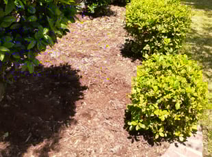 Mulching by Richard Dole for Kayla S. in Fort Worth, TX