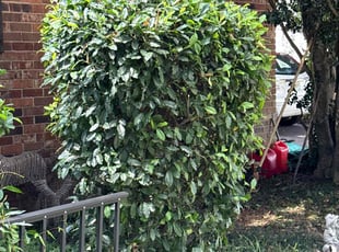 Bush Trimming by James Register for Cheryl B. in Augusta, GA