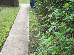 Bush Trimming by Andrew Santellan for Aaron P. in San Antonio, TX