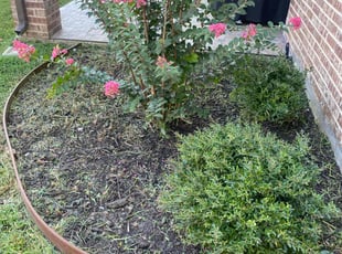 Weeding by Victor Ramirez for Katie T. in Arlington, TX