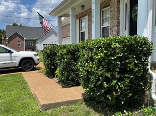 Bush Trimming by Kristine Webber for Taylor S. in Nashville, TN