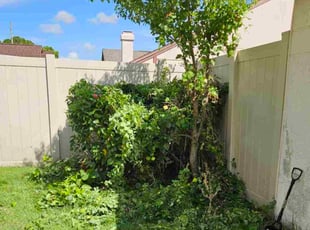 Bush Trimming by Dante Tisdale for Erica C. in Tampa, FL