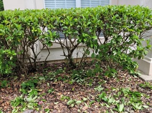 Bush Trimming by William Howard for Dale T. in Jacksonville, FL