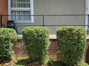 Bush Trimming by Shane Townsend for Cindy S. in Charlotte, NC