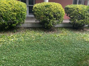 Bush Trimming by Davon Lightfoot for Marshall N. in Richmond, VA