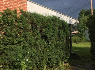 Bush Trimming by Anthony Laurence for Sarah A. in Allentown, PA