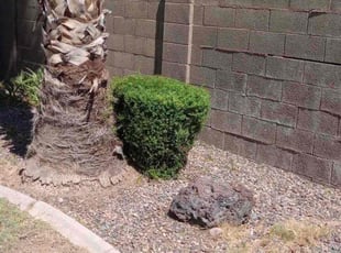 Bush Trimming by Sergio Laurean for Roshell L. in Gilbert, AZ