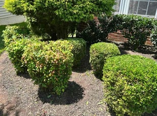 Bush Trimming by Jose Escobar for Donna L. in Fairfax, VA