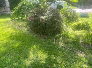Bush Trimming by Misael Hernández for Ali A. in Woodbridge, VA