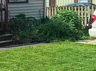 Christal V.'s Bush Trimming service result