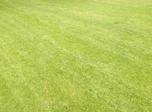 Hanna b.'s Lawn Mowing service result
