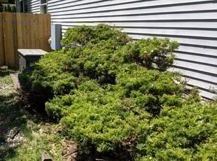 Bush Trimming by Tyler Salter for Lasia C. in Grand Rapids, MI