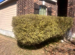 Bush Trimming by Fredrick Miller for John M. in San Antonio, TX