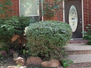 Bush Trimming by Maria Hernandez for Brandon S. in Frisco, TX
