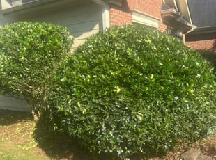 Bush Trimming by Phillip StPreuve for Brenda D. in Dacula, GA