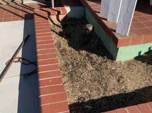 Weeding by Luis Barrios for Brendan W. in Santa Ana, CA