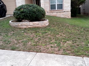 Bush Trimming by Rene Yanez for Sylvester J. in San Antonio, TX