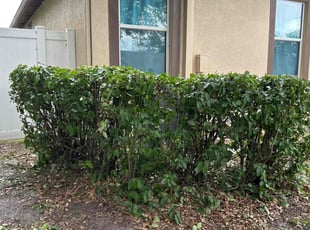 Bush Trimming by Jonathun Hardy for David M. in New Port Richey, FL
