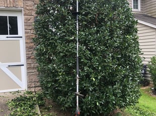 Bush Trimming by Juliocesar Alfaro for Dee K. in Charlotte, NC