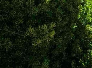 Bush Trimming by Alex Rodriguez for Jerod W. in Fresno, CA