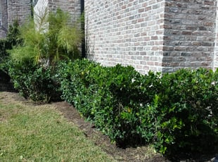 Bush Trimming by Ramon Flores for Jaydip P. in Houston, TX