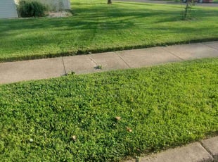 Sara A.'s Lawn Mowing Service service result