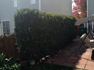 Bush Trimming by Damion Forney for Heather K. in Charlotte, NC