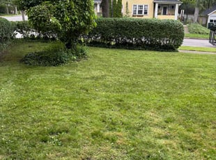 Bush Trimming by Trayvon Holt for Meghan B. in Rochester, NY