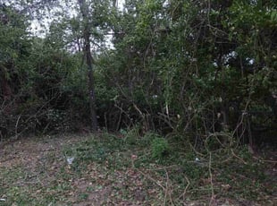 Cleanups by Charles Davis for Sonja W. in St. Louis, MO
