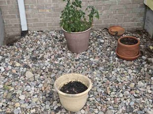Weeding by Lindsey Barone for Kathy W. in Colorado Springs, CO