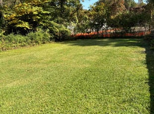Tiffany P.'s Lawn Mowing service result