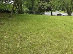 Leaf Removal by Mark Webber jr for Laura Z. in Kalamazoo, MI