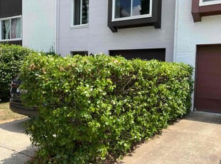 Bush Trimming by Jason Scott for Shay R. in Gaithersburg, MD