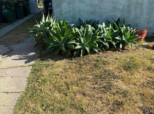 Monique A.'s Bush Trimming service result