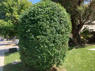 Bush Trimming by Hugo Lopez for Michael B. in Lake Elsinore, CA