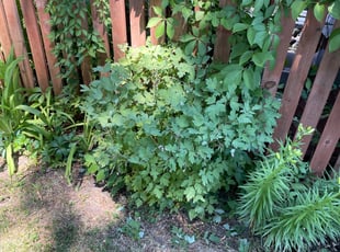 Bush Trimming by Kenneth Walton for David w. in Minneapolis, MN
