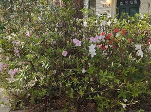 Bush Trimming by Brandon Knight for Forrest D. in Mobile, AL