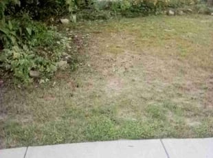 Weeding by Elvin Dobbs for Hannah W. in Dallas, GA