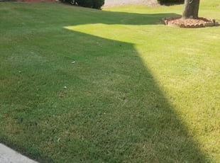 Bush Trimming by Christina Thomas for Elise P. in Suwanee, GA