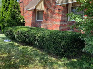 Bush Trimming by Adrian Franco-Gonzalez for Denise B. in Toledo, OH