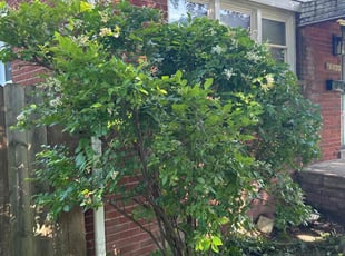 Bush Trimming by Dedrah Kowalski for Etta F. in Detroit, MI
