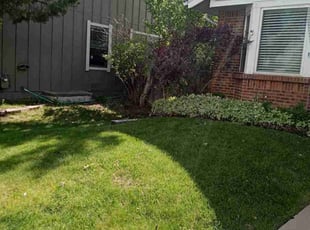 Bush Trimming by Tom Davis for Larry S. in Centennial, CO
