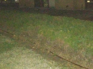Bush Trimming by Marsha Fosnight for CLay R. in Northglenn, CO