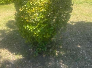 Bush Trimming by Jon Mosses for Tyler C. in Charleston, SC