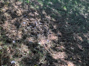 Cleanups by Sam Tanner for Chase L. in Charlotte, NC
