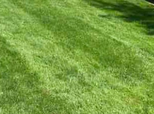 Fran H.'s Lawn Maintenance service result