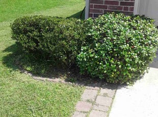 Bush Trimming by Robert Collins for Rita C. in Covington, LA