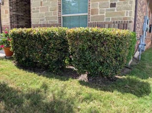 Bush Trimming by Marc Davis for Kimberley P. in San Antonio, TX