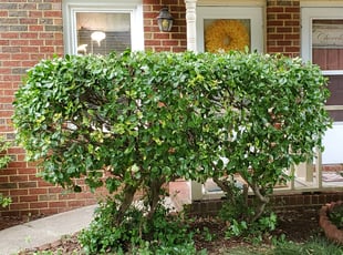 Bush Trimming by Danielle Patterson for Marjorie M. in Virginia Beach, VA