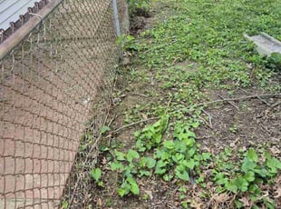 Leaf Removal by Anthony Wagner for Olivia M. in Florissant, MO